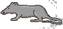Rat